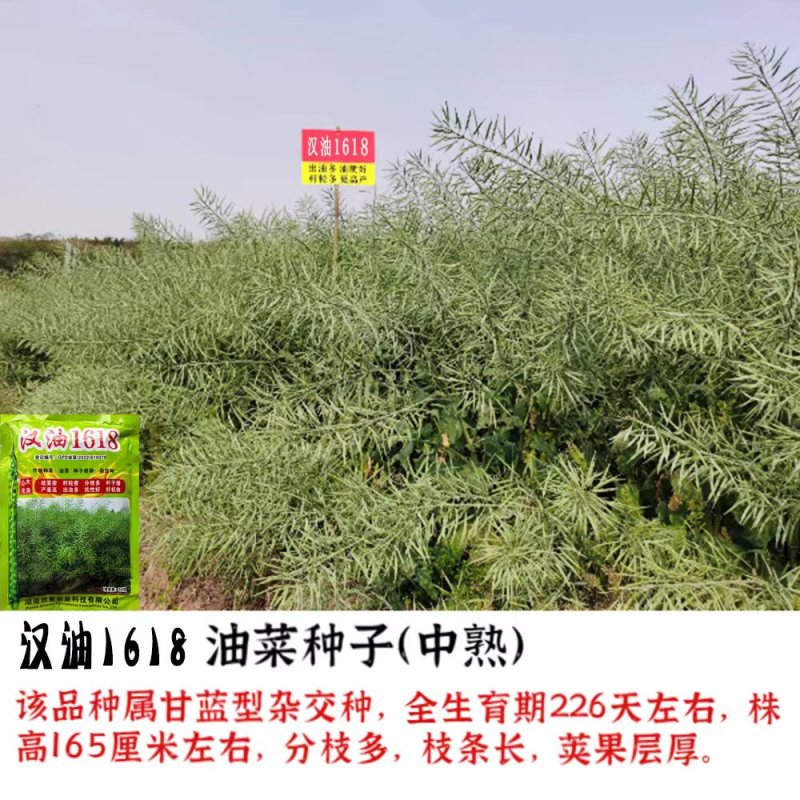 汉油1618油菜种子高产抗病矮杆抗倒出油多甘蓝型油菜籽种