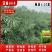 汉油1618油菜种子高产抗病矮杆抗倒出油多甘蓝型油菜籽种