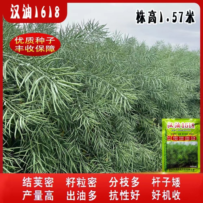 汉油1618油菜种子高产抗病矮杆抗倒出油多甘蓝型油菜籽种