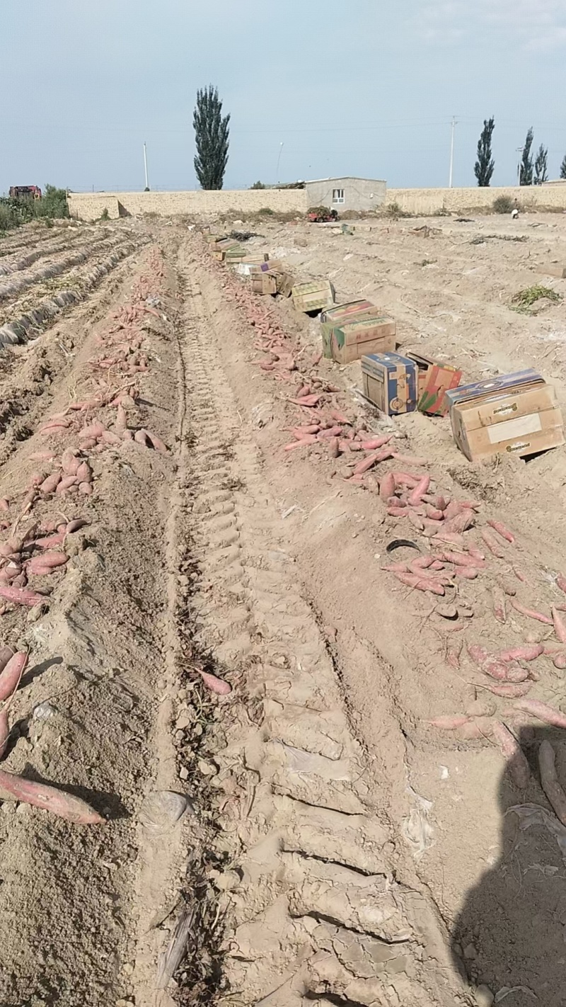 西瓜红蜜薯