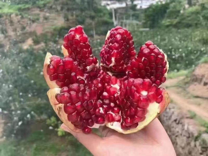 会理石榴