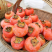 【热卖】火晶柿子七月黄柿子产地直供可对接电商平台
