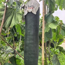 东瓜