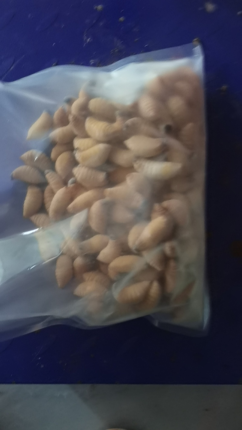 竹虫