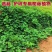 葛藤种子厂家一手货源批发品质保证价格便宜欢迎下单咨询
