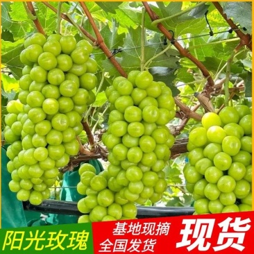 阳光玫瑰&陕西葡萄/产地现摘/量大从优/欢迎来电洽谈合作