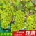 阳光玫瑰&陕西葡萄/产地现摘/量大从优/欢迎来电洽谈合作