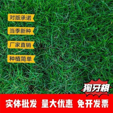 狗牙根种子厂家一手货源批发品质保证价格便宜欢迎下单咨询