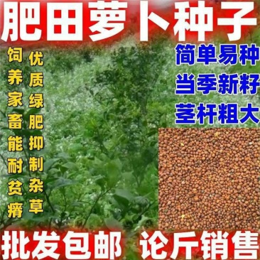 肥田萝卜种子厂家一手货源批发品质保证价格便宜欢迎下单咨询