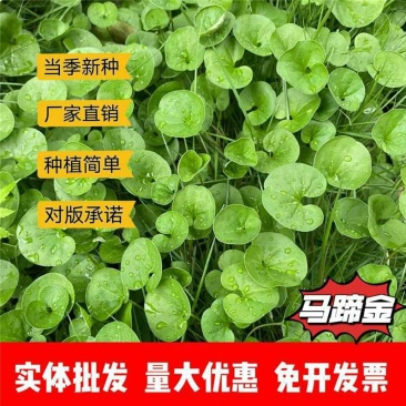 马蹄金种子厂家一手货源批发品质保证价格便宜欢迎下单咨询