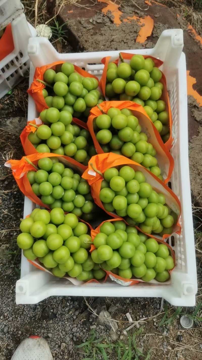 阳光玫瑰葡萄万亩精品基地支持各种规格渠道
