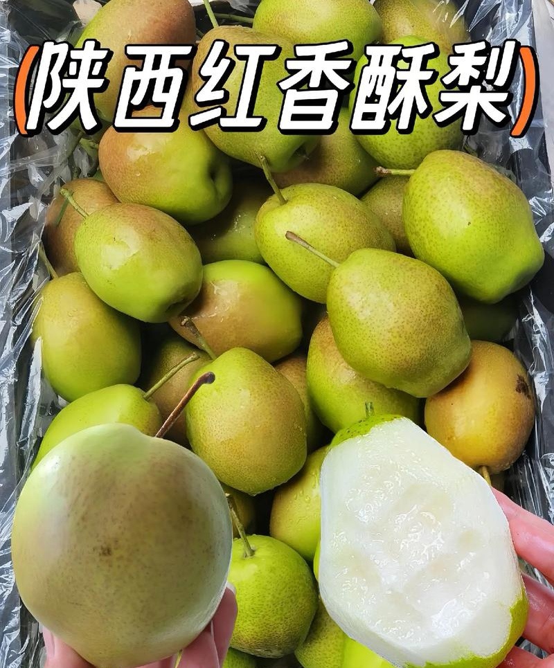 红香酥梨&陕西红香酥/产地现货供应中/量大从优/全国发货