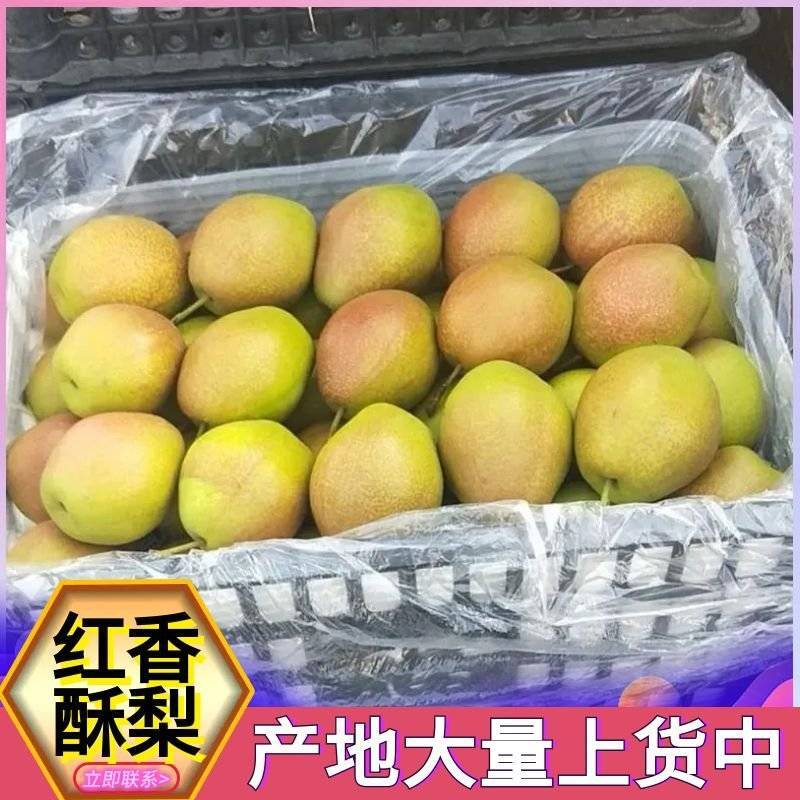 红香酥梨&陕西红香酥/产地现货供应中/量大从优/全国发货