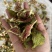 荣成特产青皮无花果条青皮红心，流蜜款，保质保量