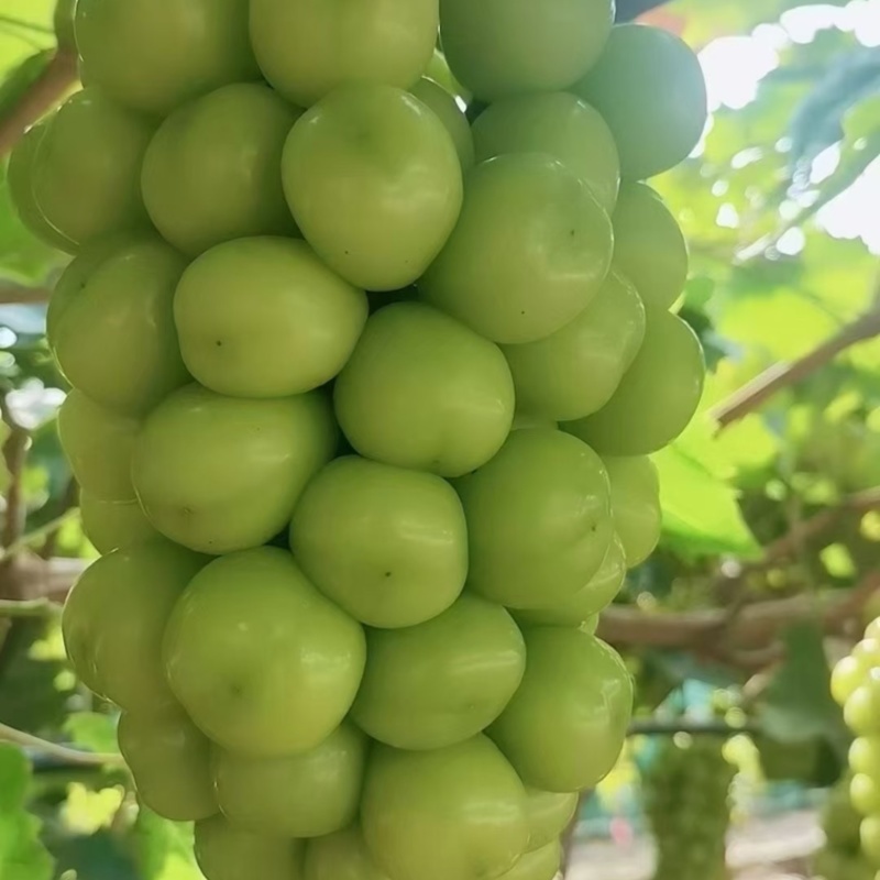 陕西万亩阳光玫瑰葡萄大量供应，糖度高，硬度好支持视频看货