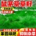鼠茅草种子厂家一手货源批发品质保证价格便宜欢迎下单