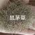 鼠茅草种子厂家一手货源批发品质保证价格便宜欢迎下单