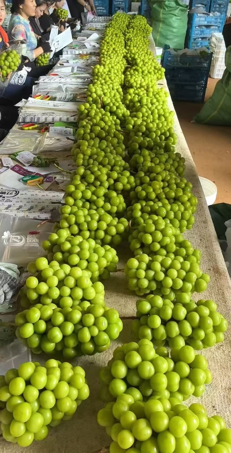 陕西万亩阳光玫瑰葡萄大量供应，糖度高，硬度好支持视频看货