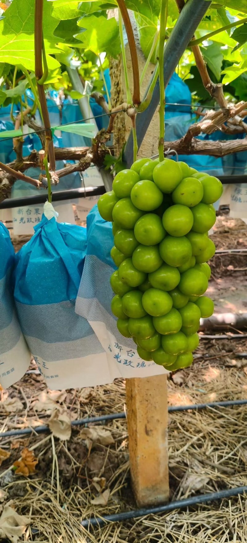 陕西万亩阳光玫瑰葡萄大量供应，糖度高，硬度好支持视频看货