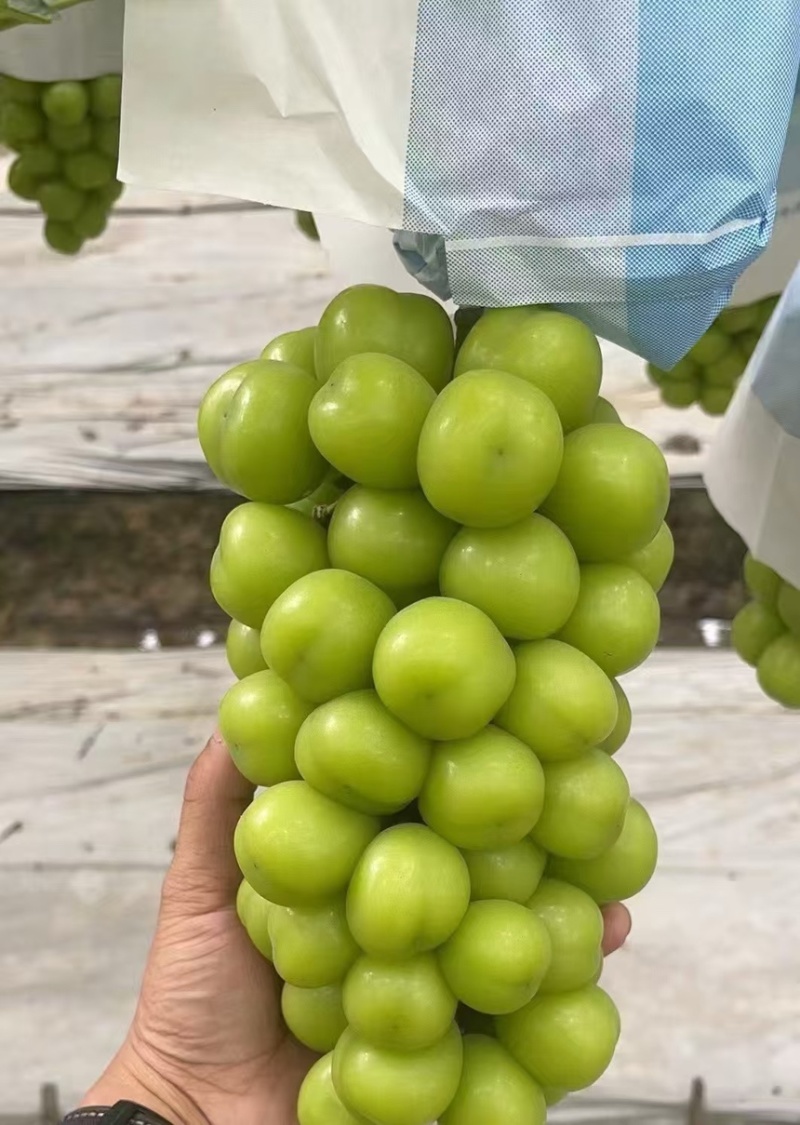 陕西万亩阳光玫瑰葡萄大量供应，糖度高，硬度好支持视频看货