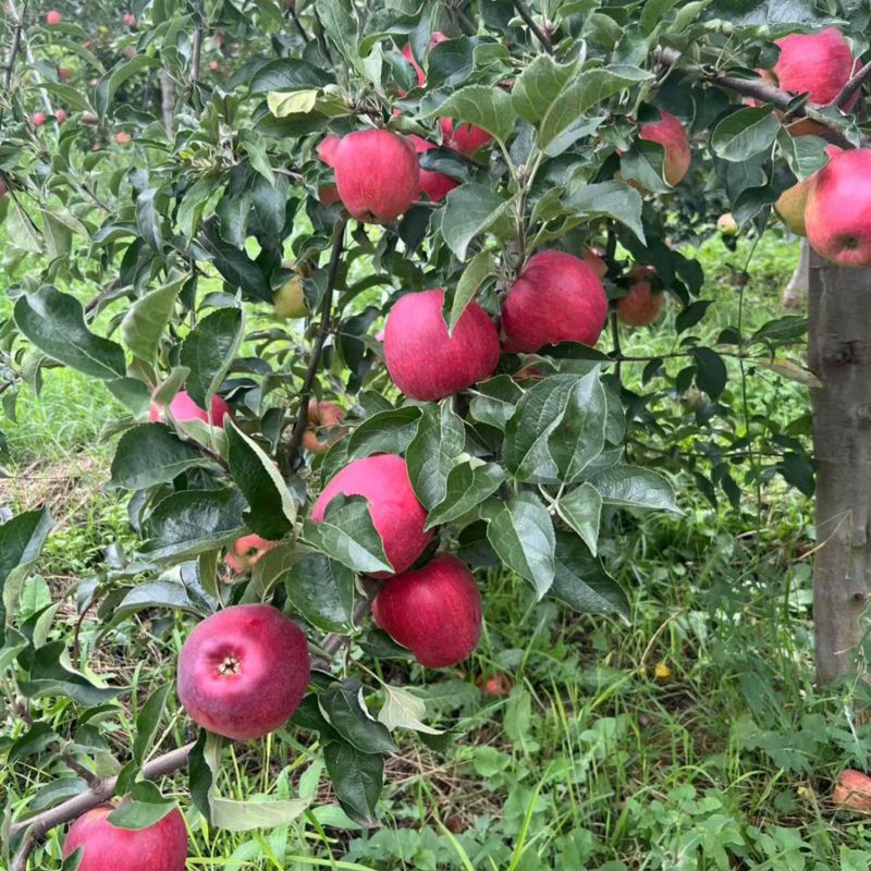云南昭通苹果/高山苹果/昭通红苹果/脆甜苹果