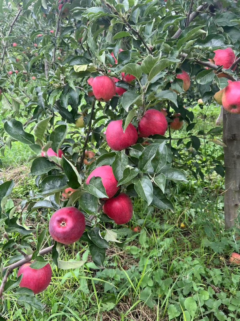 云南昭通苹果/高山苹果/昭通红苹果/脆甜苹果