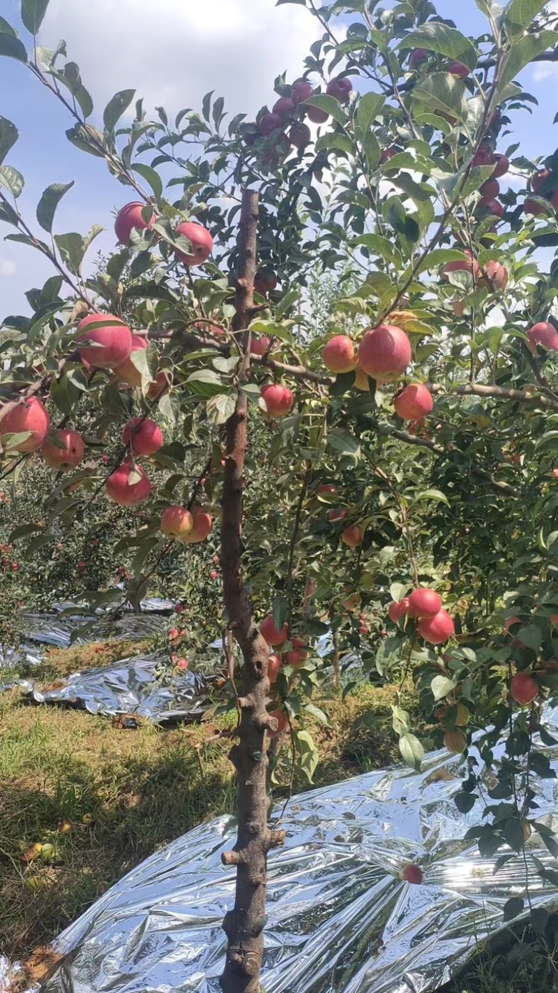 云南昭通苹果/高山苹果/昭通红苹果/脆甜苹果