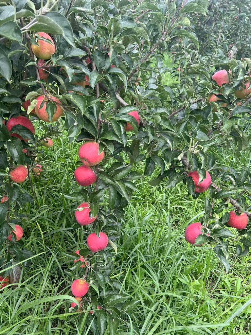 云南昭通苹果/高山苹果/昭通红苹果/脆甜苹果