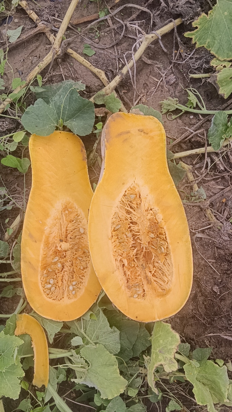 山坡密本南瓜，厚肉种植基地直发