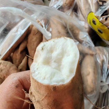 哈密红薯