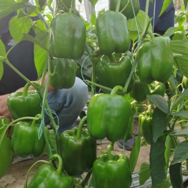厚皮圆椒苗，胜红圆椒菜椒方正4心实力苗场直发保真，郝有财
