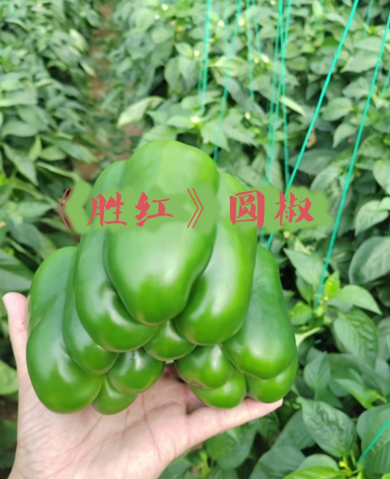 厚皮圆椒苗，胜红圆椒菜椒方正4心实力苗场直发保真，郝有财