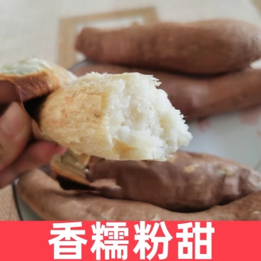 哈密红薯,冰糖心,大量上市现挖现发,质量保证可视频看货-