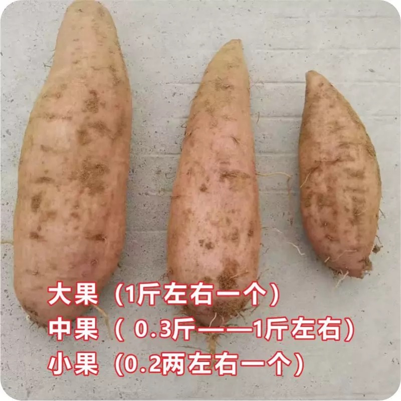 哈密红薯，冰糖心，大量上市现挖现发，质量保证可视频看货-