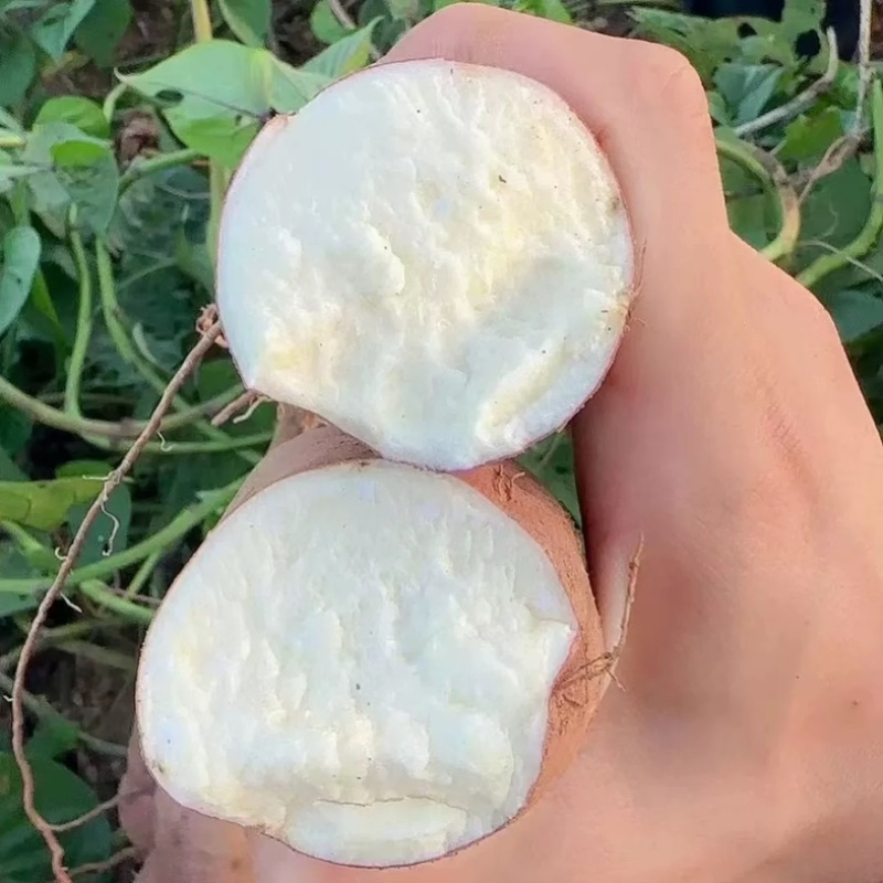 哈密红薯，冰糖心，大量上市现挖现发，质量保证可视频看货-