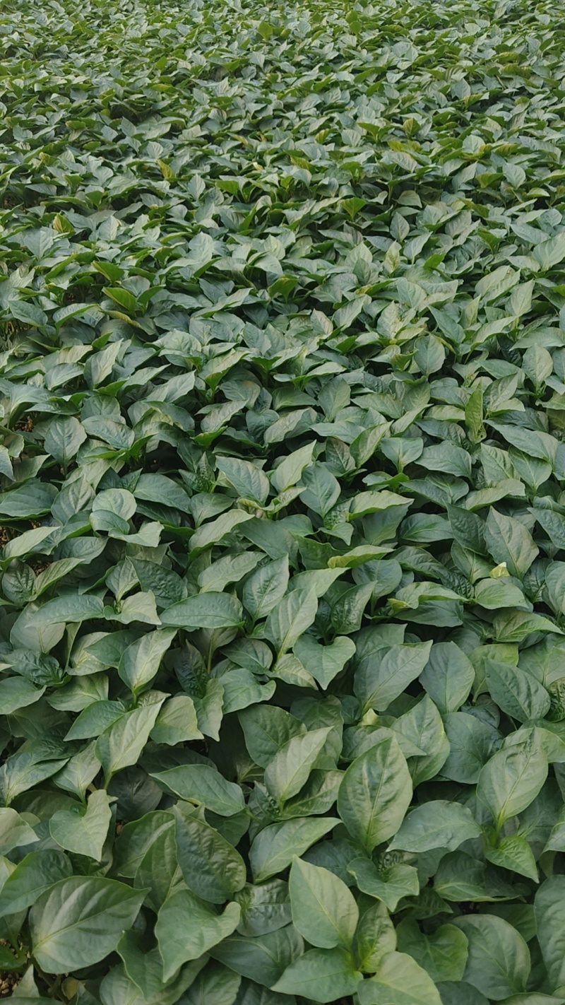 厚皮圆椒苗，胜红圆椒菜椒方正4心实力苗场直发保真，郝有财