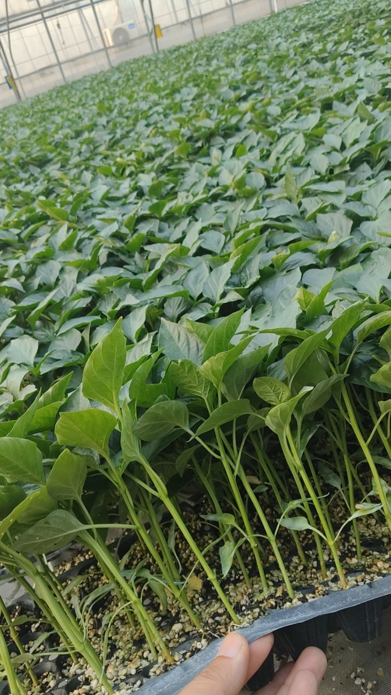 厚皮圆椒苗，胜红圆椒菜椒方正4心实力苗场直发保真，郝有财
