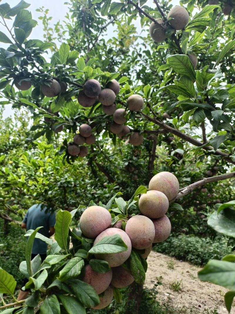 新疆克州恐龙蛋，李子，地头鲜果