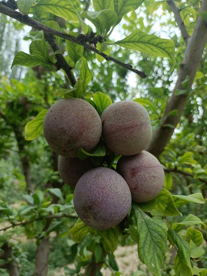 新疆克州恐龙蛋，李子，地头鲜果