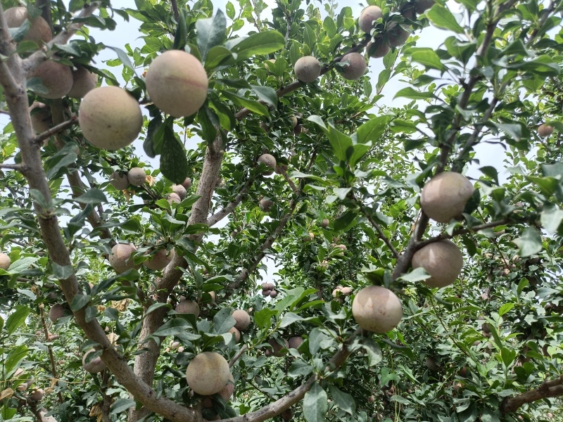 新疆克州恐龙蛋，李子，地头鲜果