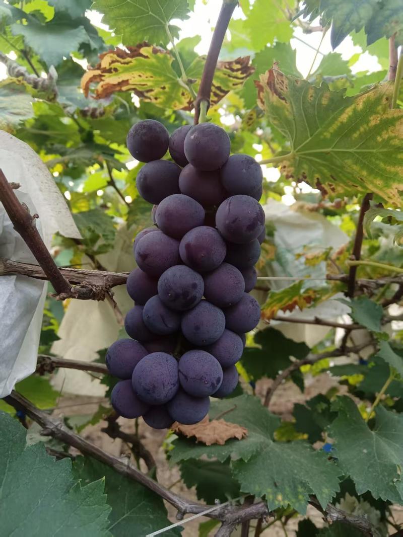 巨峰葡萄\广西桂林全州县巨峰葡萄\万亩种植基地\口感好