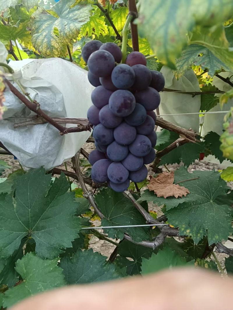 巨峰葡萄\广西桂林全州县巨峰葡萄\万亩种植基地\口感好