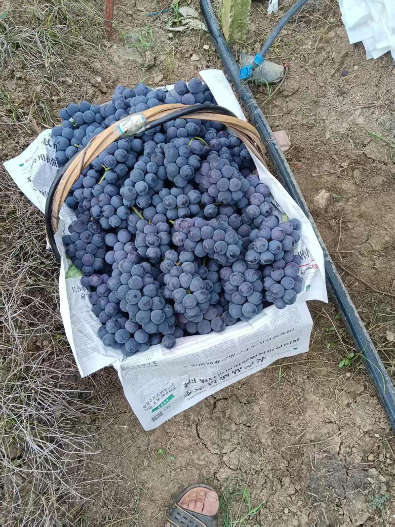 巨峰葡萄\广西桂林全州县巨峰葡萄\万亩种植基地\口感好