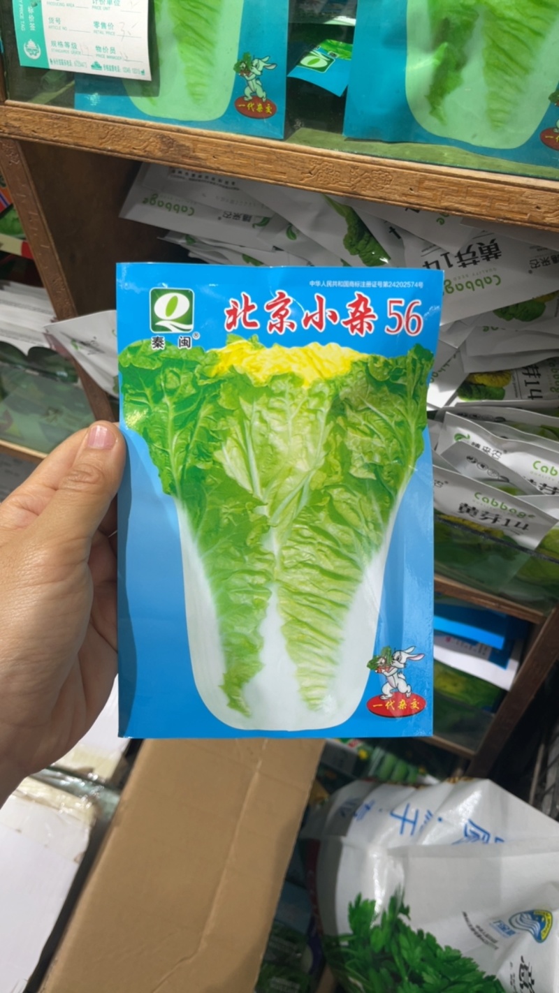 北京小杂56早熟黄心大白菜种籽春夏秋包心白菜种农户蔬菜