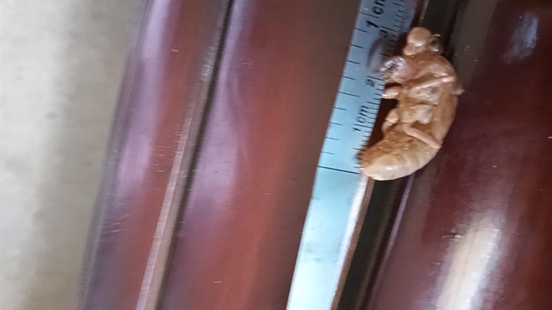 每年暑假季节本人有大里蝉蜕，蝉花，知了猴供应。
