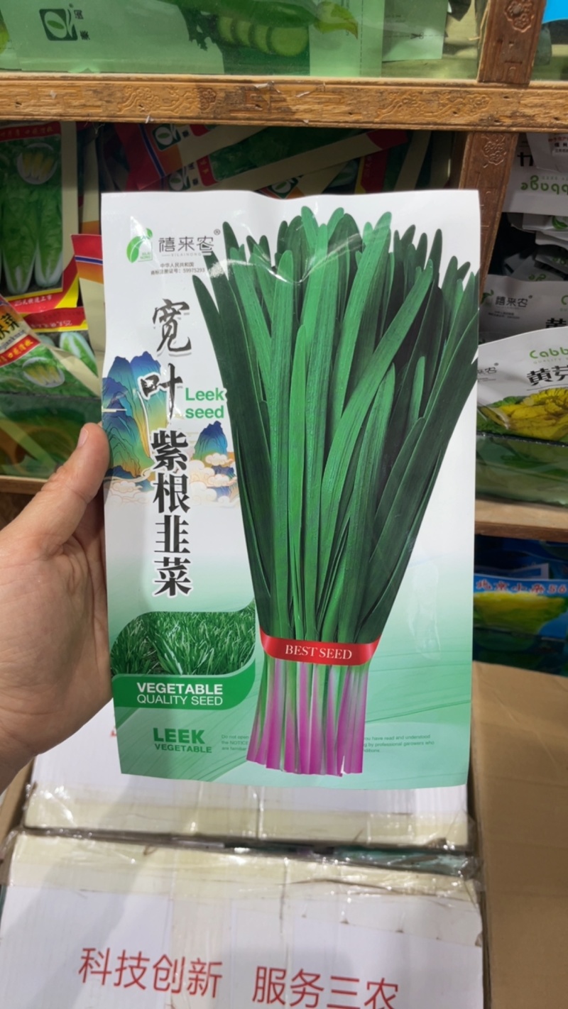 独根红紫根韭菜种子韭菜种子细叶韭菜籽阳台庭院易种种子