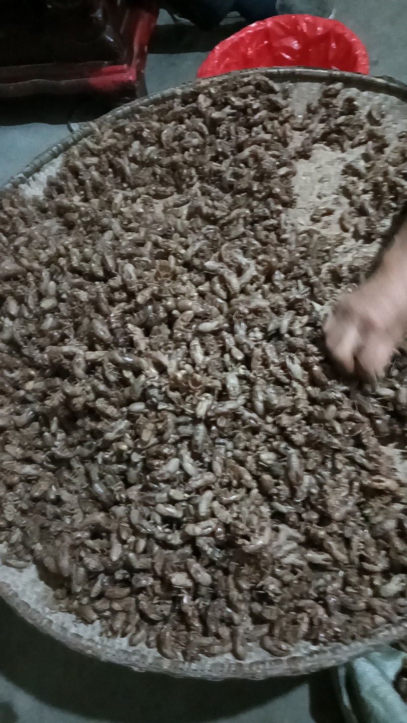 每年暑假季节本人有大里蝉蜕，蝉花，知了猴供应。