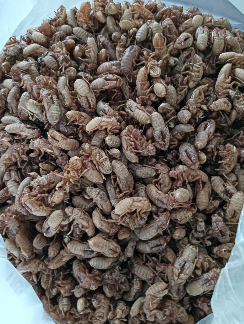 每年暑假季节本人有大里蝉蜕，蝉花，知了猴供应。