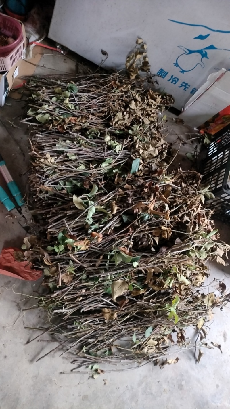 金蝉卵枝山东省临沂市沂水县金蝉卵枝大量上市