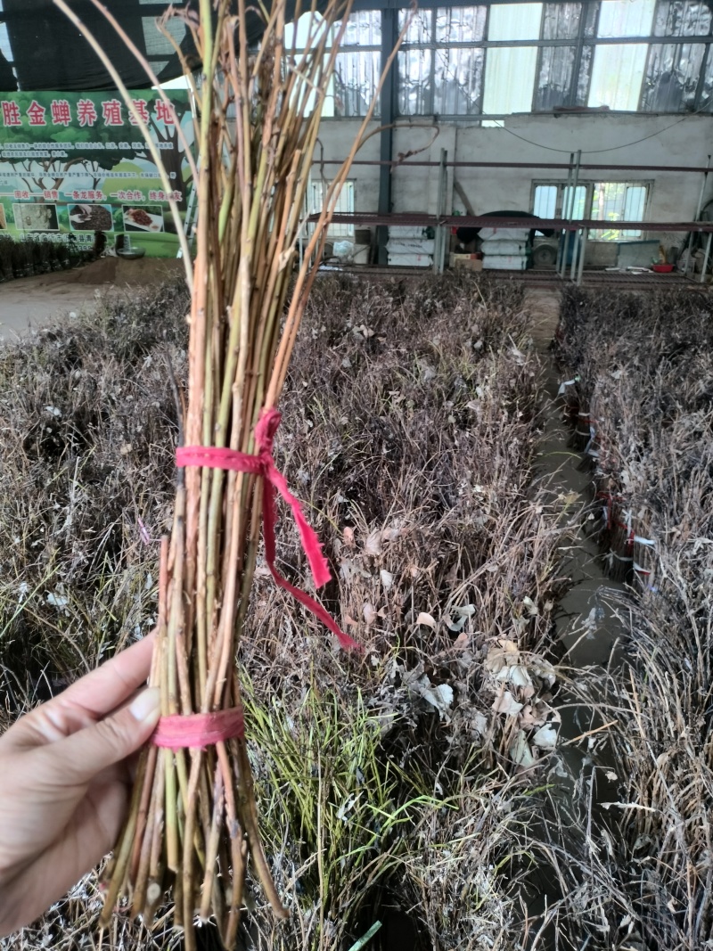 金蝉卵枝山东省临沂市沂水县金蝉卵枝大量上市